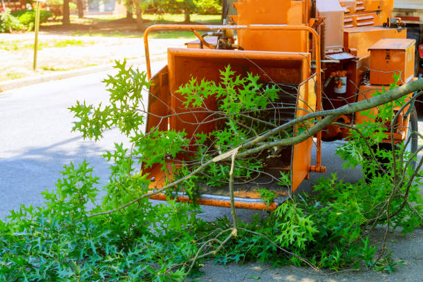 Best Palm Tree Trimming  in USA